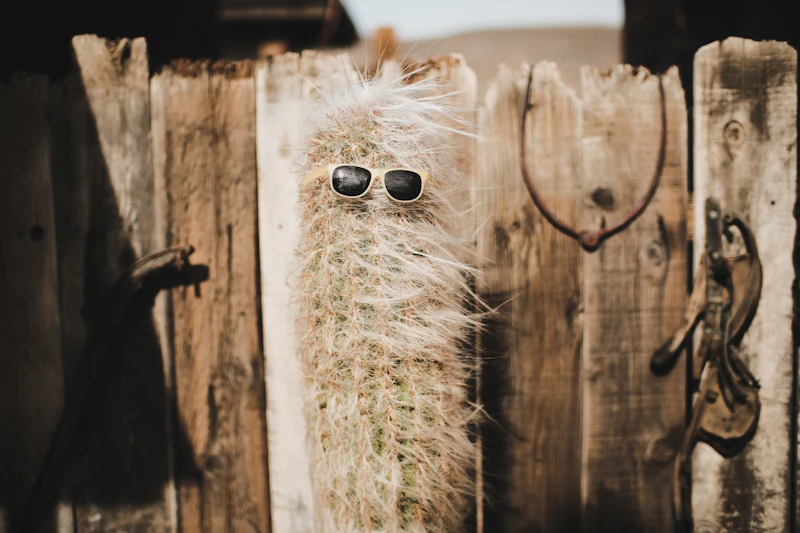 Minimalist Sunglasses
